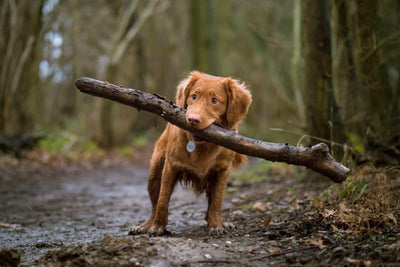 Transform Your Pup Into a Four-Legged Action Hero: The Tactical Dog Harness You Didn’t Know You Needed